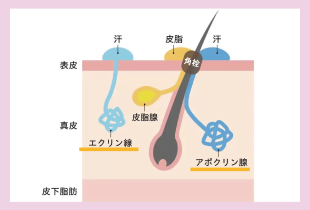 夏に毛穴が目立つのは何故？スキンケア基礎知識。角栓イメージ